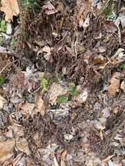 Adiantum