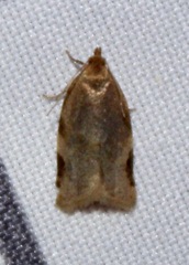 Clepsis virescana