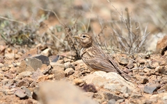 Alaudala rufescens