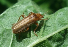 Cantharis rufa