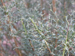 Genista tridentata