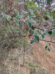 Cotoneaster pannosus