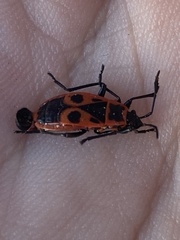 Pyrrhocoris apterus