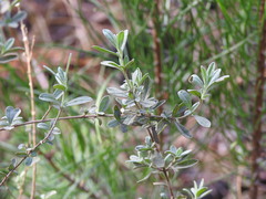 Salix repens argentea