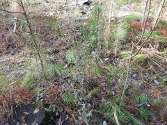 Salix repens argentea