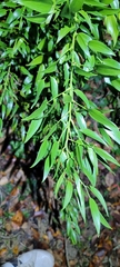 Danae racemosa