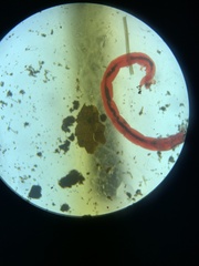 Chironomus formosipennis