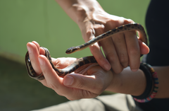 Leptodeira polysticta