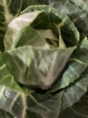Brassica oleracea capitata