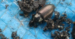 Harpalus affinis