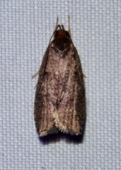 Psilocorsis reflexella