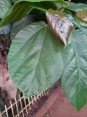 Ficus auriculata