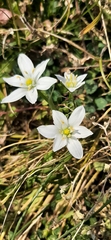Ornithogalum umbellatum