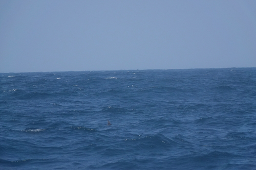 Swinhoe's Storm Petrel (Hydrobates monorhis), photo 4