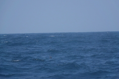 Hydrobates monorhis