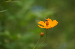 Neocorynura