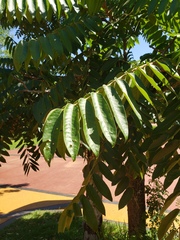 Cedrela fissilis