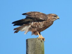Buteo buteo vulpinus