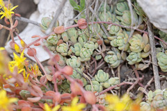 Sedum debile