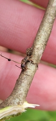 Ophiocordyceps unilateralis