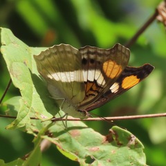 Doxocopa