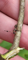 Ophiocordyceps unilateralis