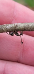 Ophiocordyceps unilateralis