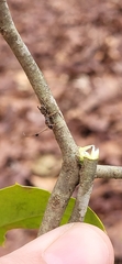 Ophiocordyceps unilateralis