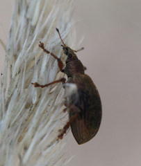 Polydrusus mollis
