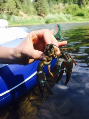 Pacifastacus leniusculus