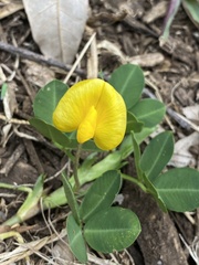 Arachis pintoi