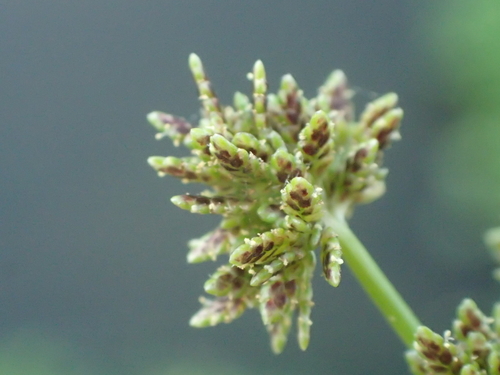 Cyperus difformis