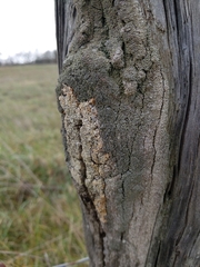 Chaenotheca ferruginea