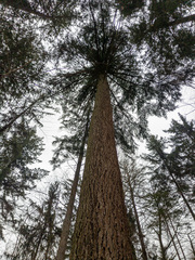 Pseudotsuga menziesii