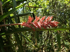 Aechmea distichantha