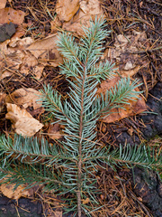 Pseudotsuga menziesii