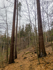 Pseudotsuga menziesii