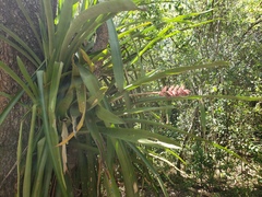 Aechmea distichantha