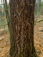 Pseudotsuga menziesii