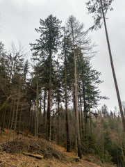 Pseudotsuga menziesii