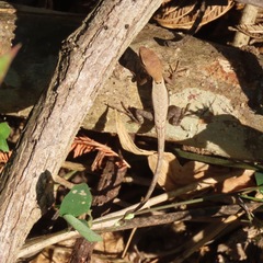 Sceloporus siniferus