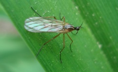 Empis trigramma