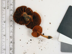 Cortinarius hesleri