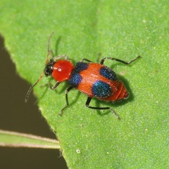 Collops quadrimaculatus