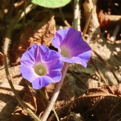 Ipomoea meyeri