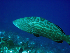 Mycteroperca bonaci