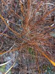 Xyris caroliniana