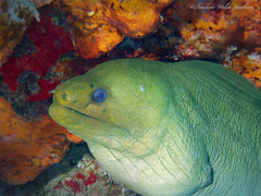 Gymnothorax funebris