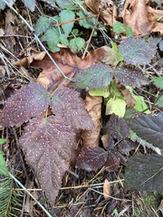 Sphaerulina westendorpii