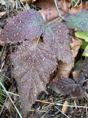 Sphaerulina westendorpii